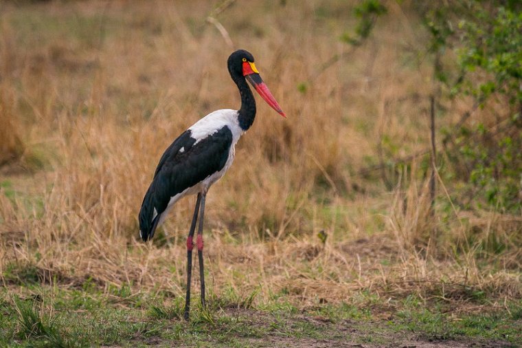 122 Zambia, South Luangwa NP, zadelbekooievaar.jpg